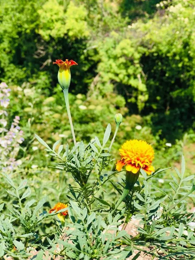 Guest House Qafe Dardha - Tomorr National Park Qafe Dardhe Albania